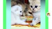 Cute kittens meowing compilation Playing