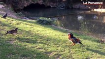 L'incroyable canard mandarin du parc Borély à Marseille