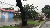 Se registra caída de un árbol al norte de Guayaquil