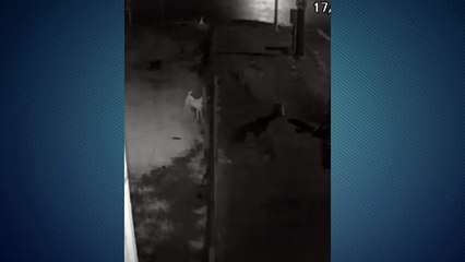 Abandono: cachorro é arremessado em terreno e ‘dono’ volta com crianças para visitá-lo