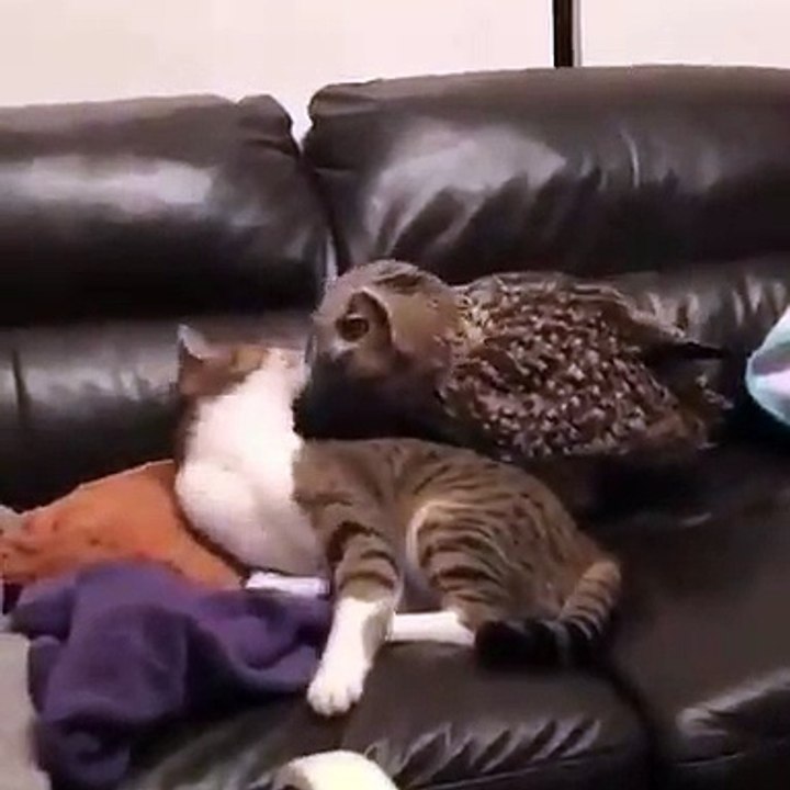 猫头鹰和猫玩