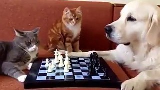 Chess by cat and dog.