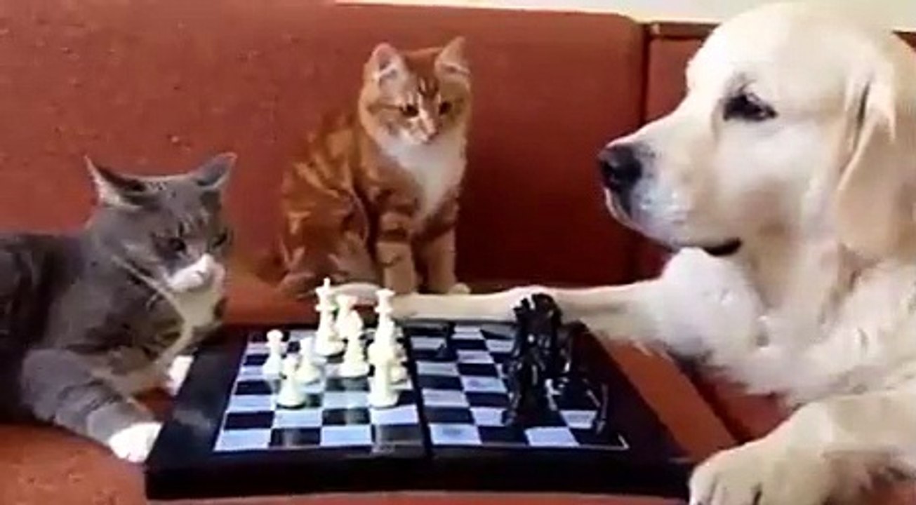 Chess by cat and dog.