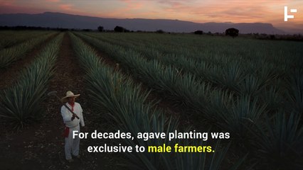 How Mexican Women Kept Tequila Alive