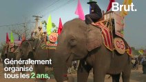 Au Vietnam, des courses d’éléphants dénoncées pour leur cruauté