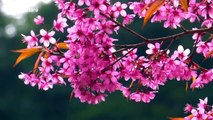 Tens of thousands of tourists visit cherry blossom festival in China's Zhejiang