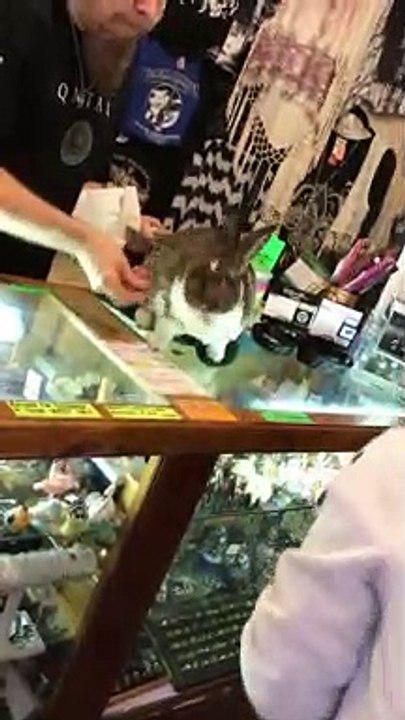 The Bunny Handles the Money