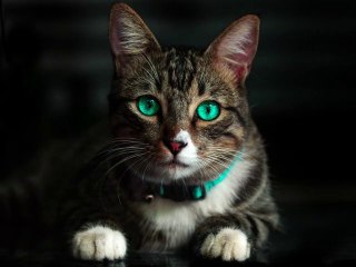 Meow Meow Tabby Cats Slideshow and Relaxing