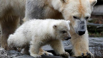 Белая медведица "вывела в свет" детёныша