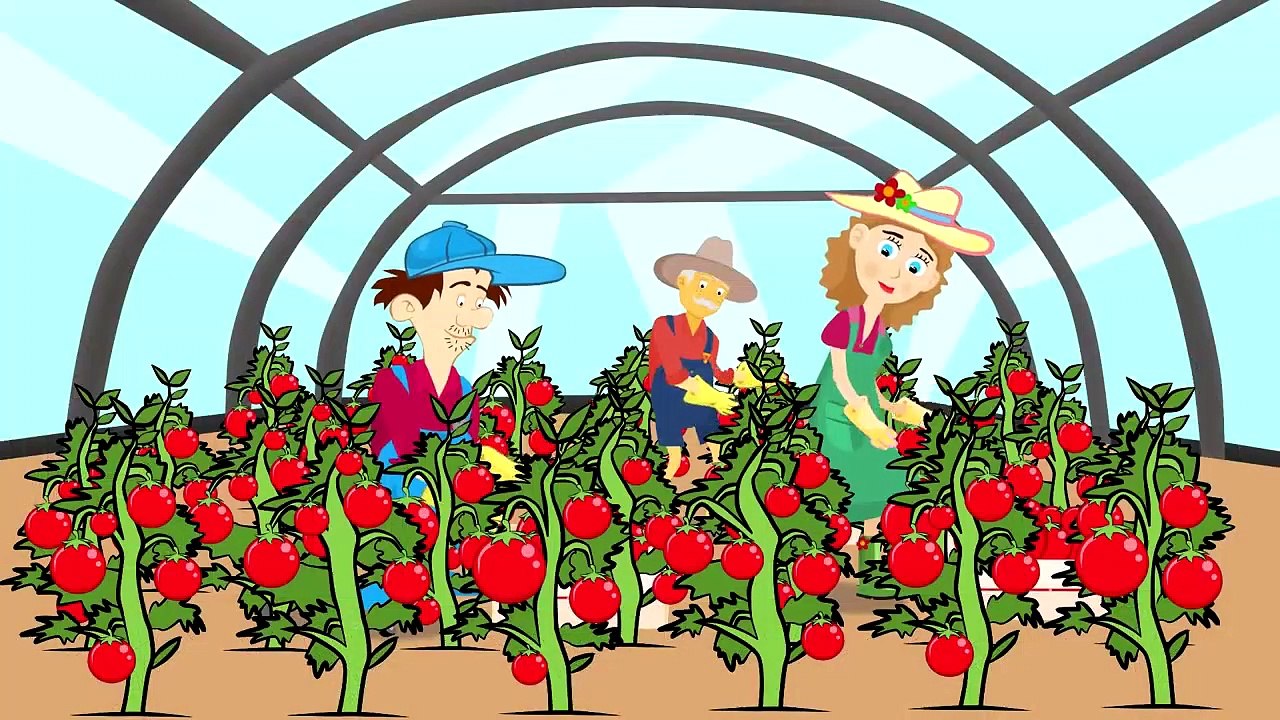 Tractor and work on the farm | harvest tomato - Videos for Babies and kids | Bajki Traktor