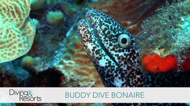 World’s Best Diving & Resorts: Buddy Dive Bonaire