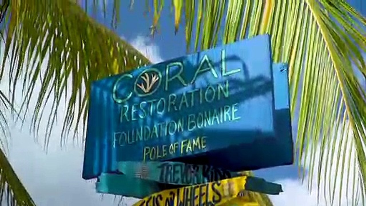 Diving for a Worthy Cause in Bonaire