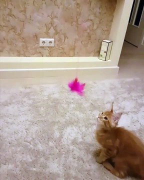 maine coon cat playing - top cats 2019