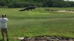 Un golfeur filme le passage d'un monstre sur un green de floride : alligator incroyable
