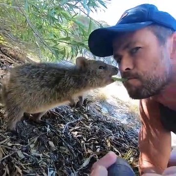 Ce rongeur pas très timide vient manger dans la bouche d'un homme