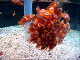 Regardez ce banc de bébés poissons clown : adorable!