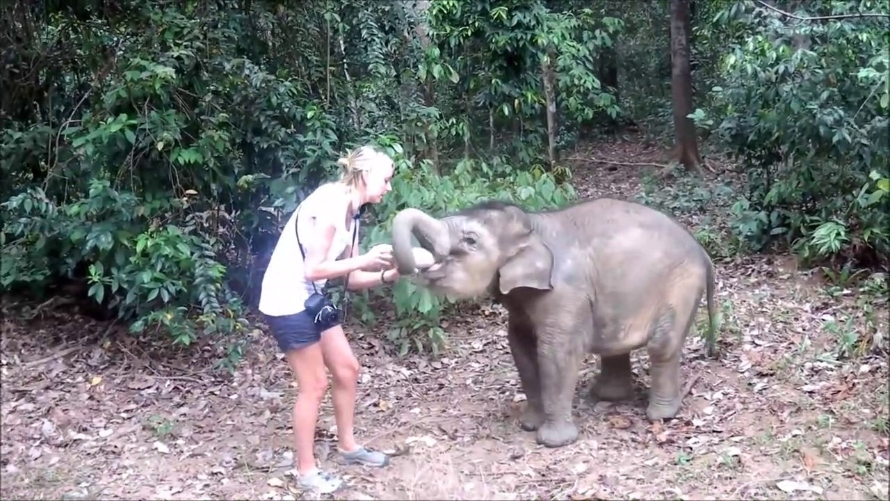Elle nourrit un éléphanteau affamé... Trop mignon
