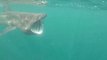 Ce plongeur filme un requin pèlerin qui nage la gueule grande ouverte