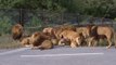 Un safari parc au Japon où il y a beaucoup de lions...