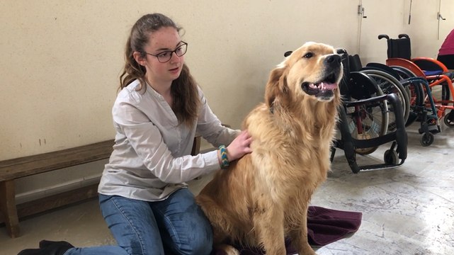Des « midis câlins chiens » au lycée professionnel agricole