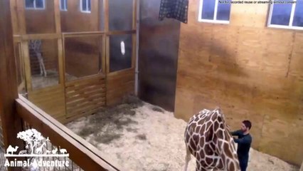 Latest Update April the Giraffe with Kyle | Cleaning Time