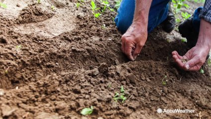 Planting tips for the beginning of spring