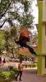 Peacock flying - this is incredible and I didn't know that peacocks could actually fly!!!