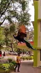 Peacock flying - this is incredible and I didn't know that peacocks could actually fly!!!