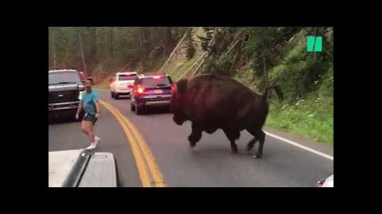 Cet homme a défié un bison du parc de Yellowstone et ça aurait pu très mal se terminer