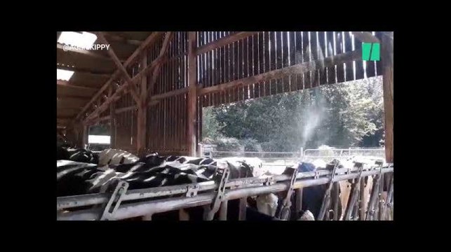 Canicule: ces agriculteurs postent leurs techniques pour rafraîchir leurs vaches