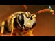 ¿Qué pasaría si se extinguieran las abejas?
