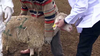 Hayvanları aşılama seferberliği - ANKARA