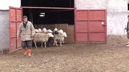 Hayvanları Aşılama Seferberliği