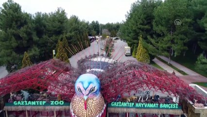 Gaziantep Hayvanat Bahçesi'nin müzmin bekarlarına eş aranıyor