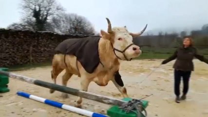 Une dresseuse de chevaux parvient à faire sauter une vache !