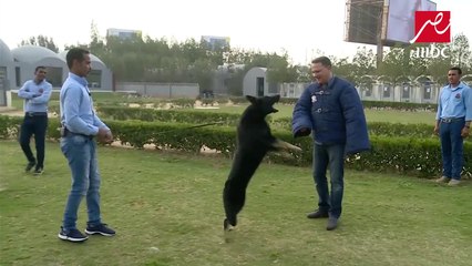 #يحدث_في_مصر | شريف عامر يجري تجربة عملية لكيفية حماية نفسك من هجوم كلب شرس