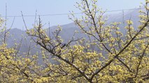 [영상] 산수유꽃 '만개'...노랗게 뒤덮인 지리산 마을 / YTN