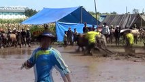A gritty competition! Indonesian town hosts thrilling ox-plough racing