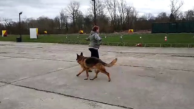 Séance d'entraînement au dog dancing au club cynophile de Dommartin-lès-Toul