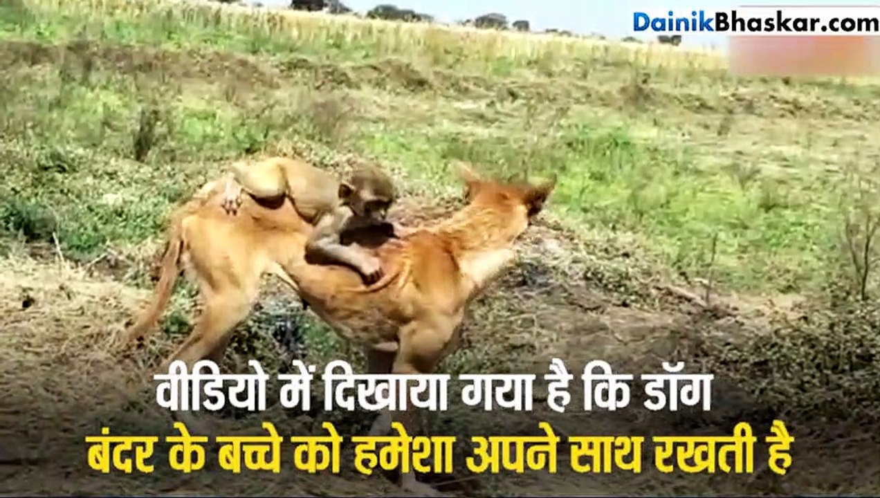 Dog की ममता आंचल में पल रहा है बेबी मंकी, रोज प...
