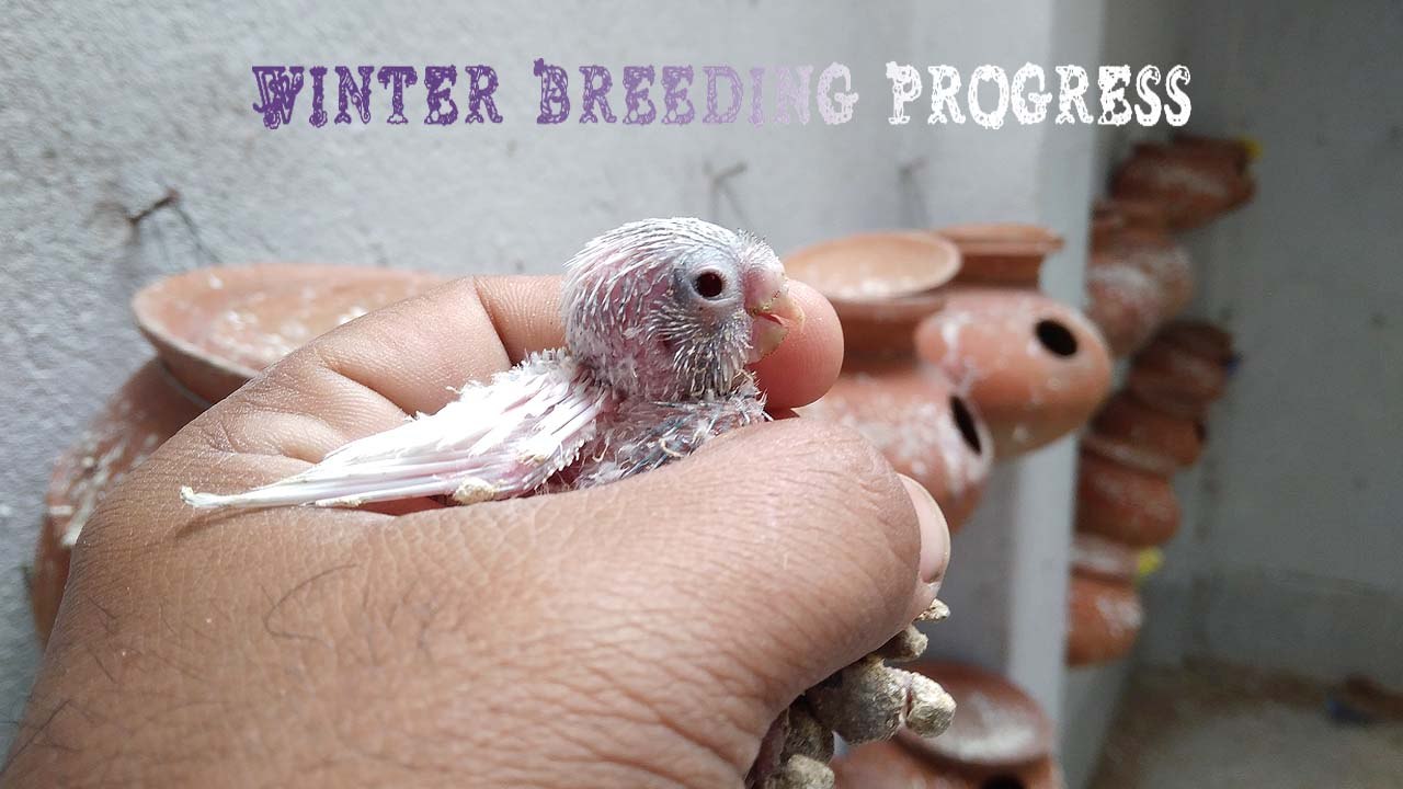 Budgie Colony Breeding Progress