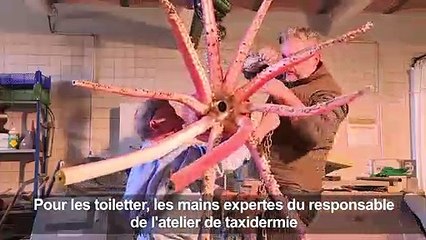 Un calmar géant se fait beau pour l'expo "Océan"