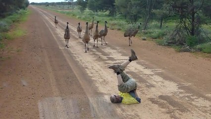 Une curieuse façon d'attirer des émeus