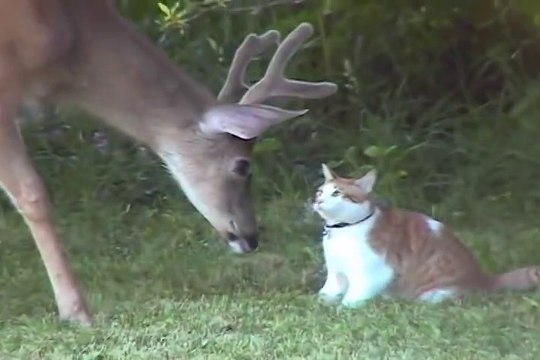 Amitié incroyable entre un cerf et un chat