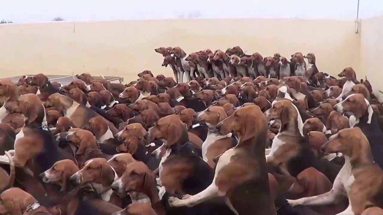 Cette centaine de chiens de chasse attend l'heure du repas avec impatiente
