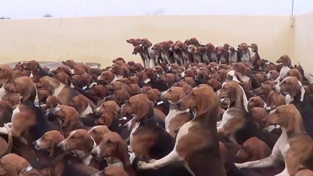 Cette centaine de chiens de chasse attend l'heure du repas avec impatiente