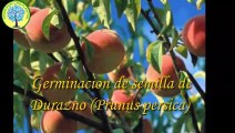 Germinacion de semilla de Durazno (Prunus persica)