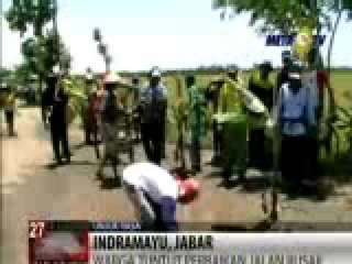 Warga Indramayu Menanam Pisang di Jalan