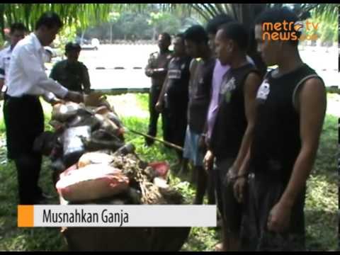 96 Kg Ganja Dimusnahkan