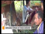Bersama Ternak di Tenda Darurat